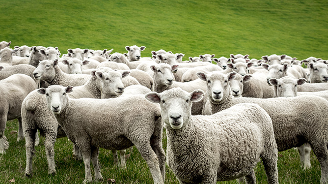 Susquehanna University solar array sheep